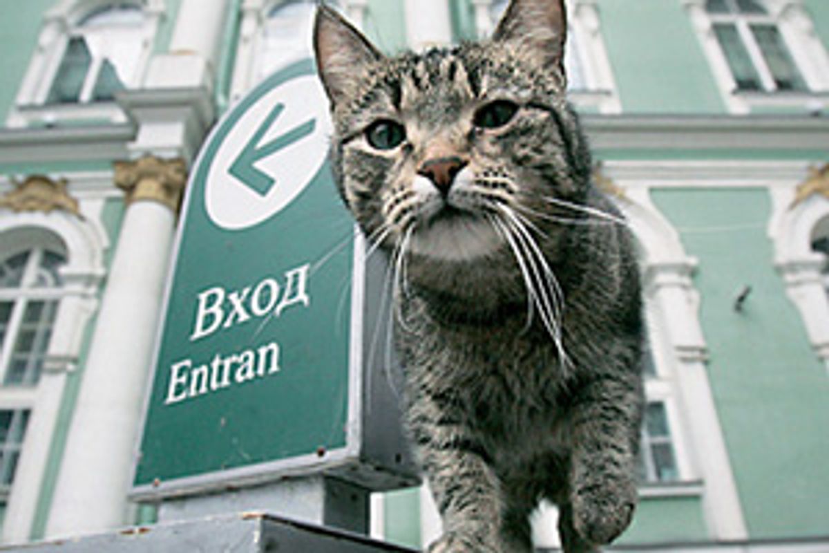 St. Petersburg's Hermitage Museum Holds Tomcat Day