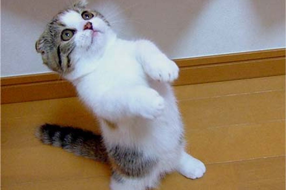 The Smallest Member In the Family