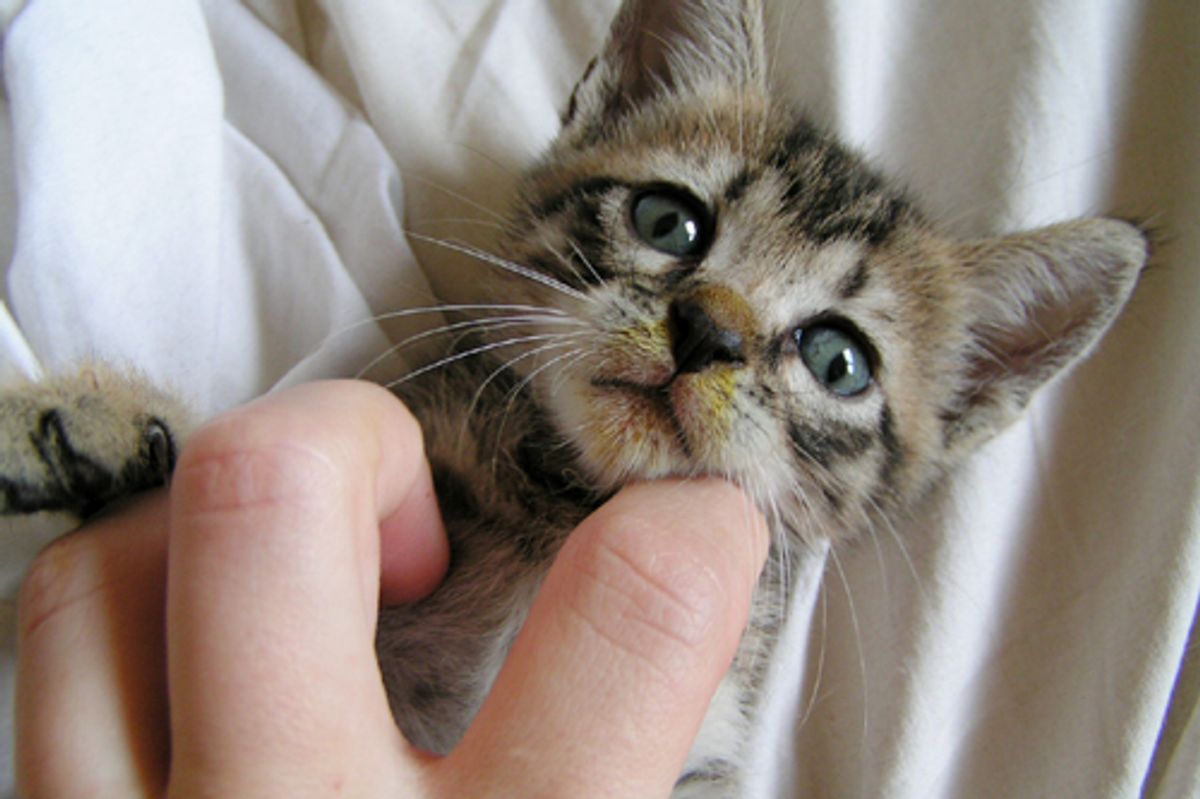 Story of Chihiro the Cat