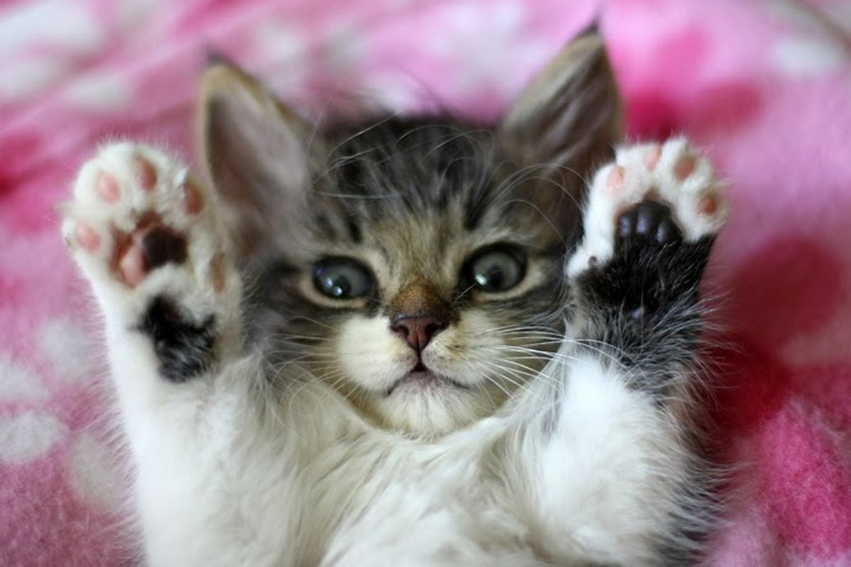 Biddy the Cat Thankful for His Second Chance at Life