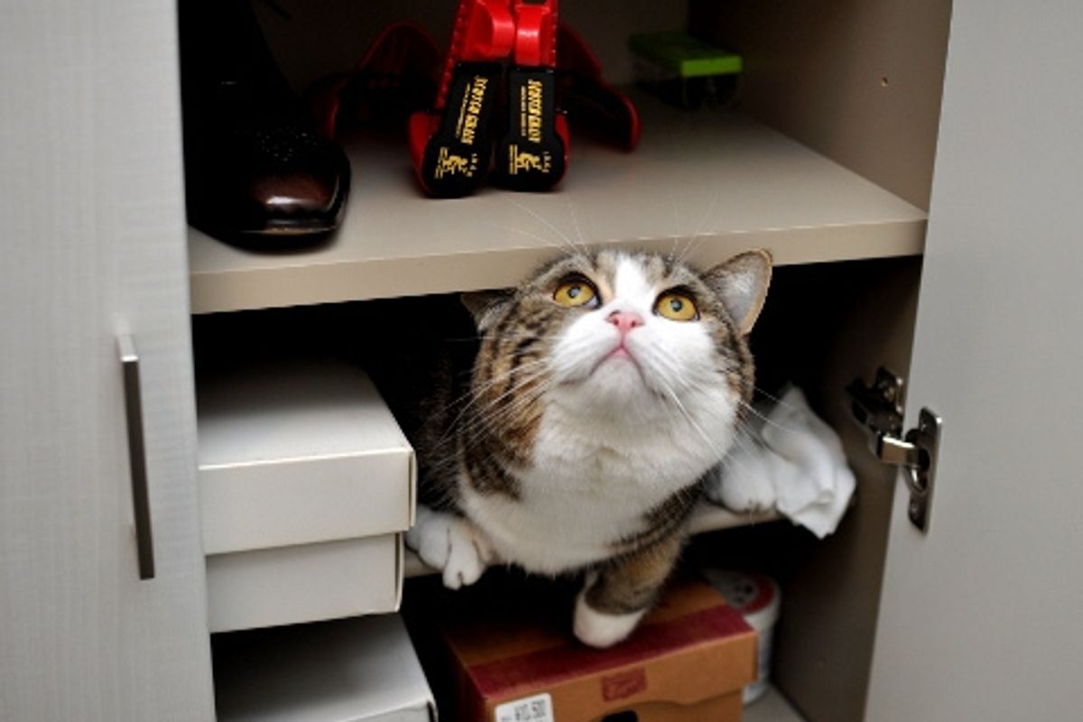 Interview with Maru the Cat