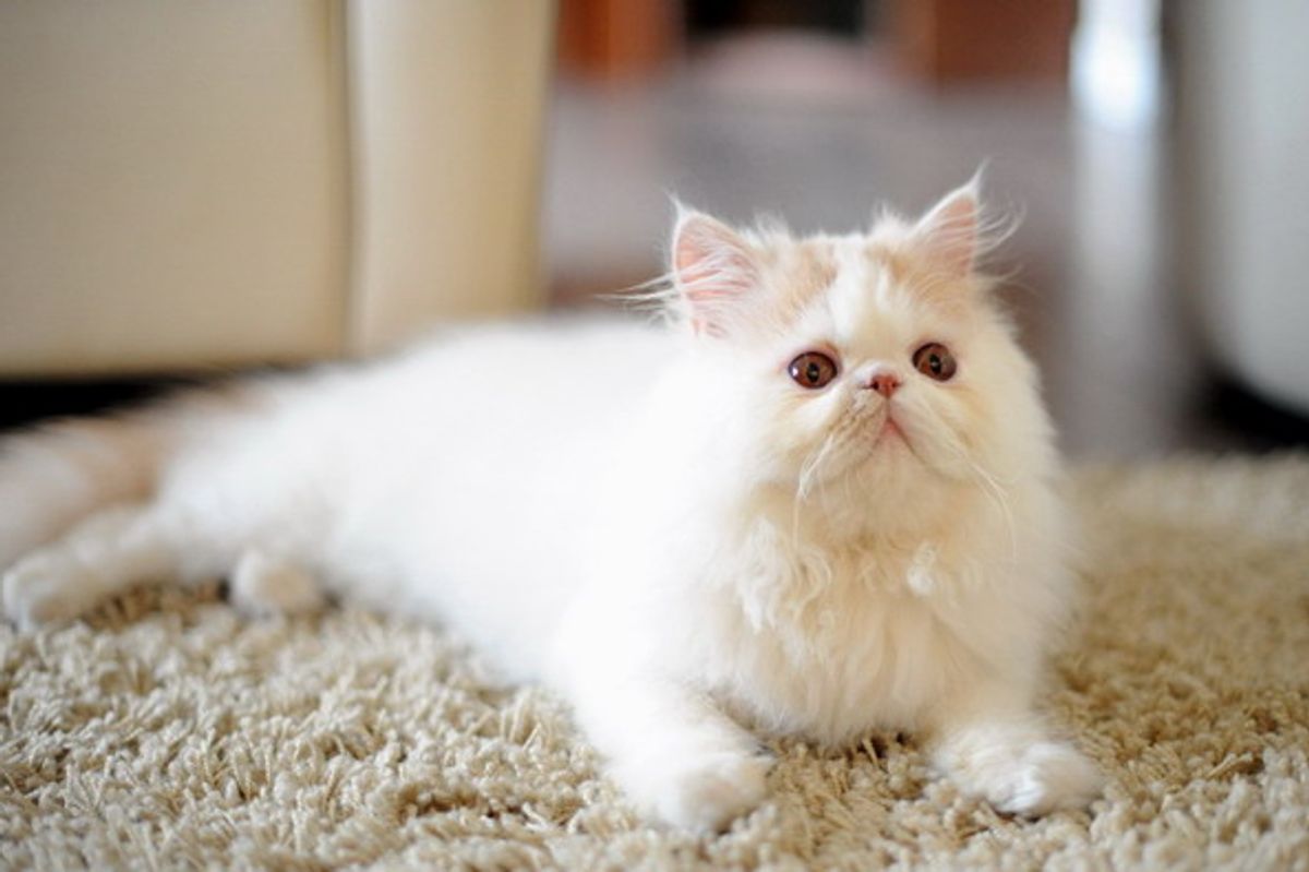 Simba a Lovely and Friendly Persian Kitten