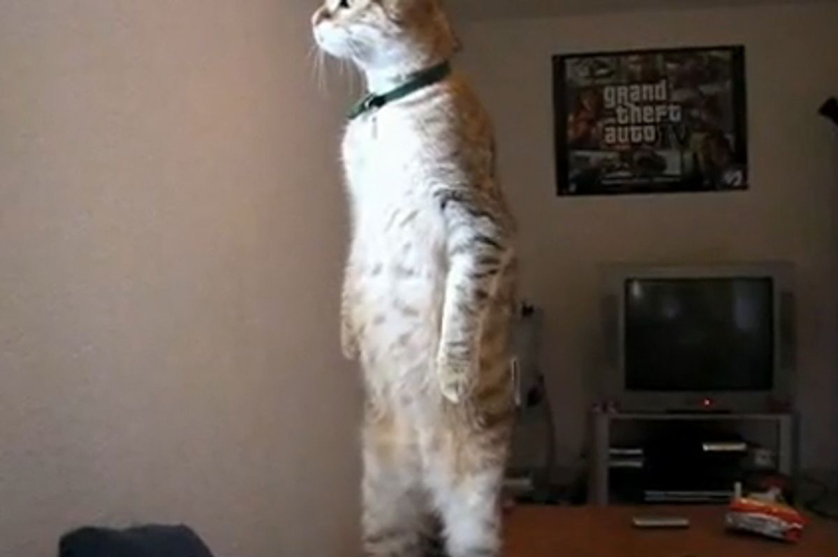 Standing Cat is Watching