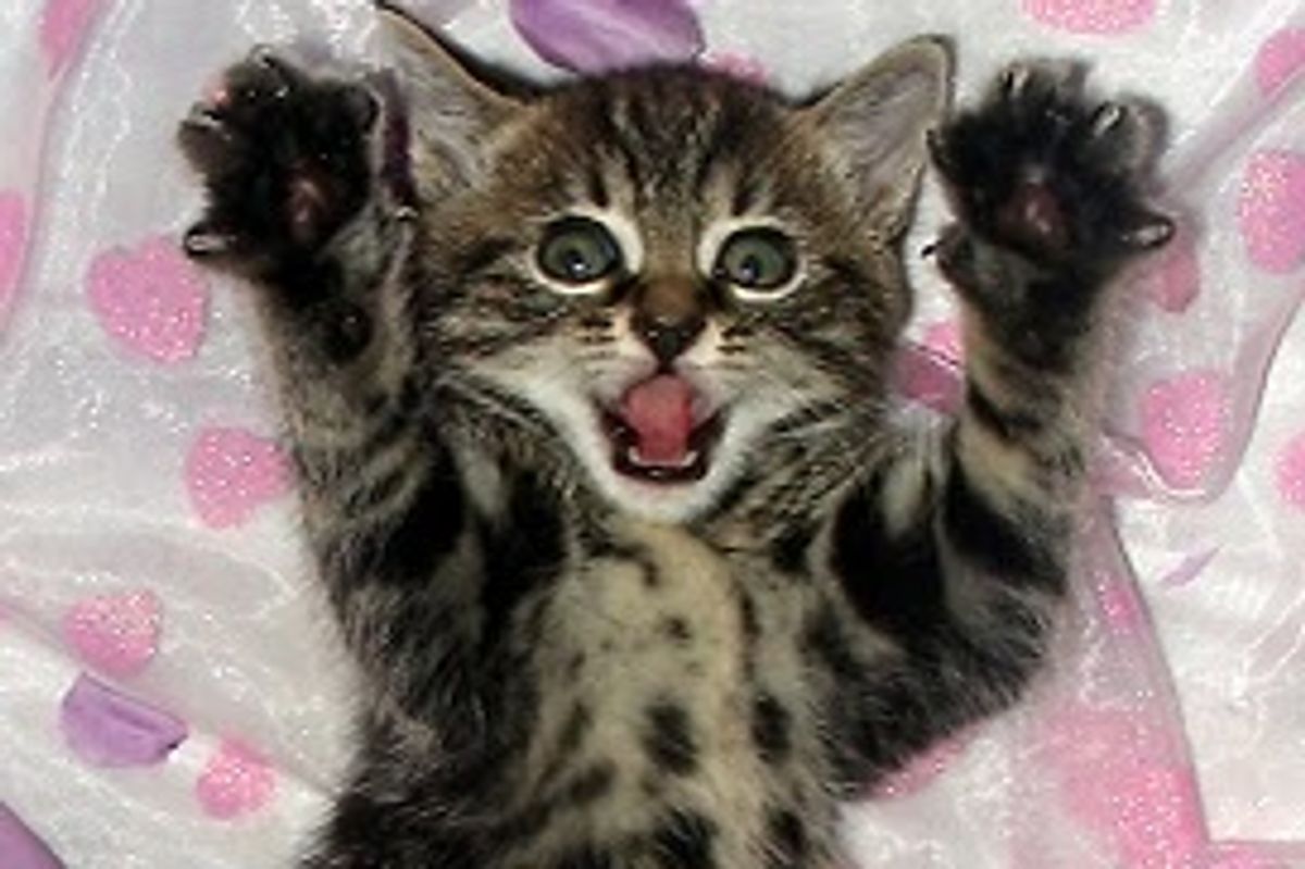 Tilly a Playful Tabby Kitty