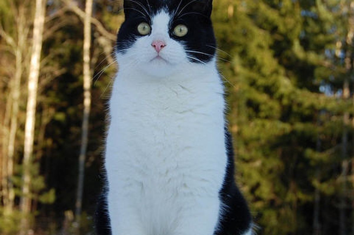 Pixie the Adventurous Tuxedo Cat
