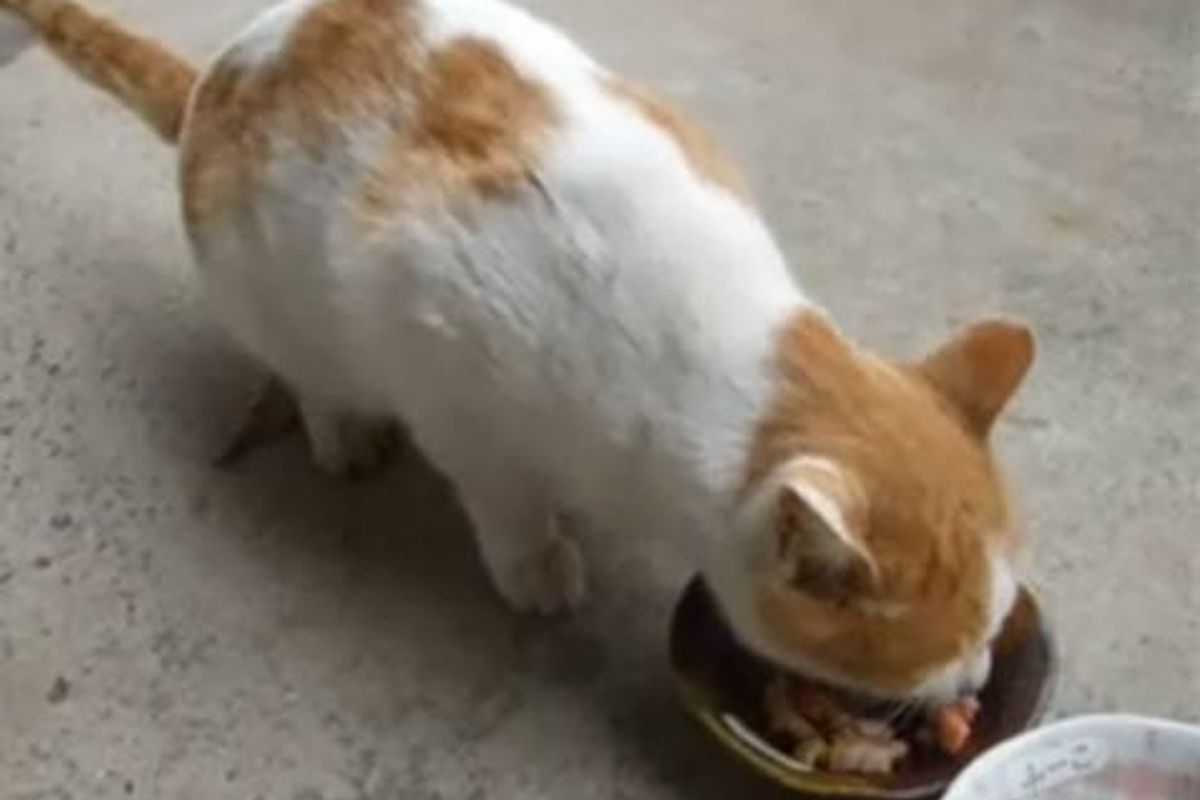 Cat Singing Noms