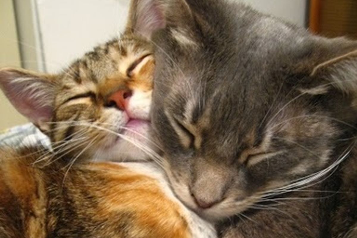 Cats and Their Inspired Comic Strip