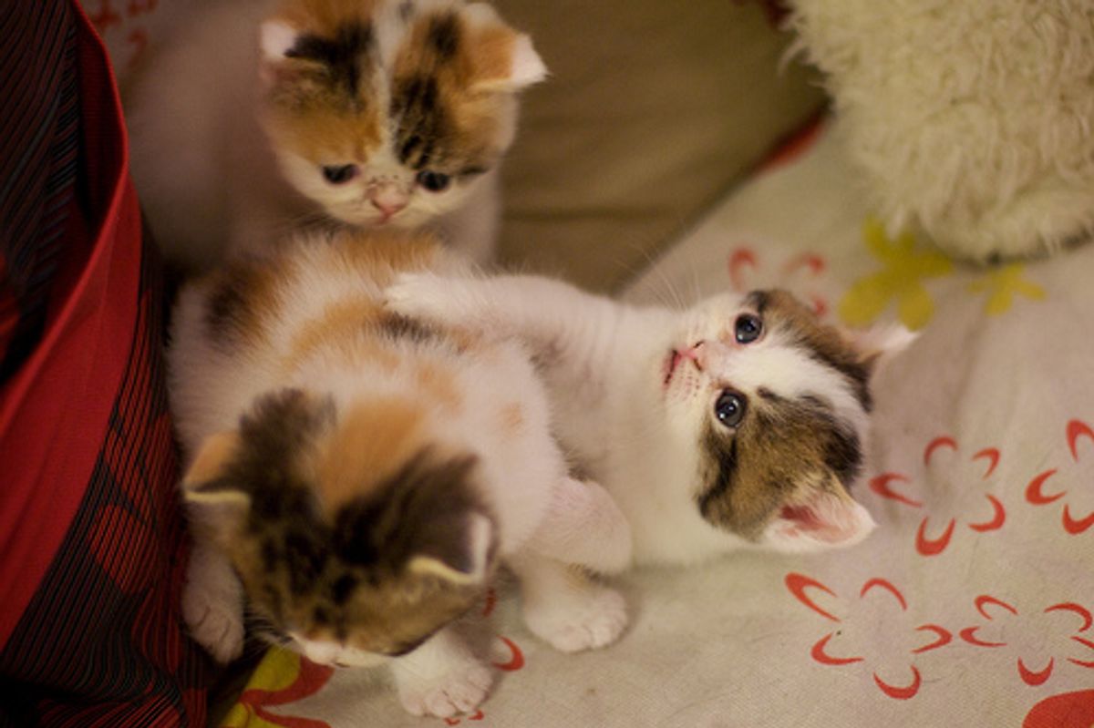 From Little Kitten to Beautiful Cat