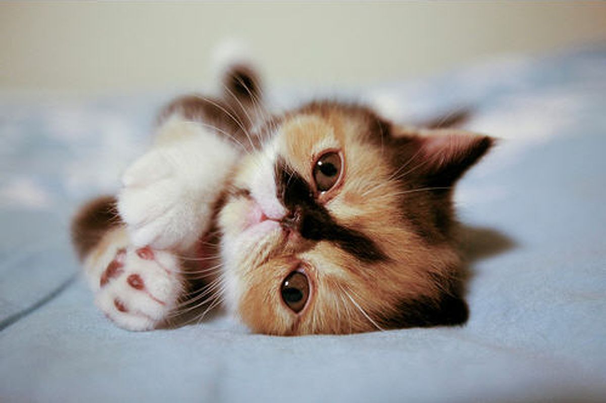 MeMe the Lovely Calico Kitty