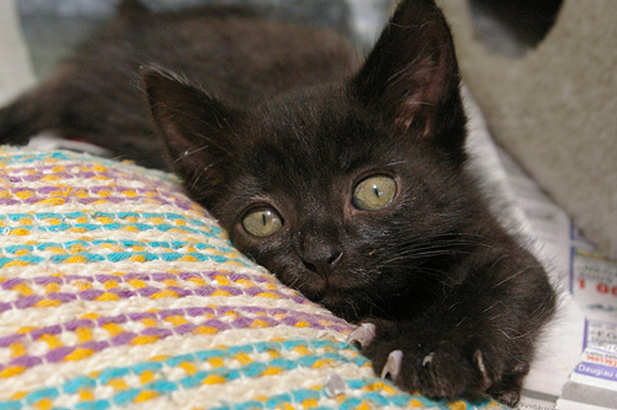 Black Kitten Quacking
