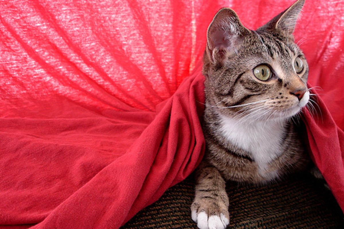 Mischievous Cat Henry