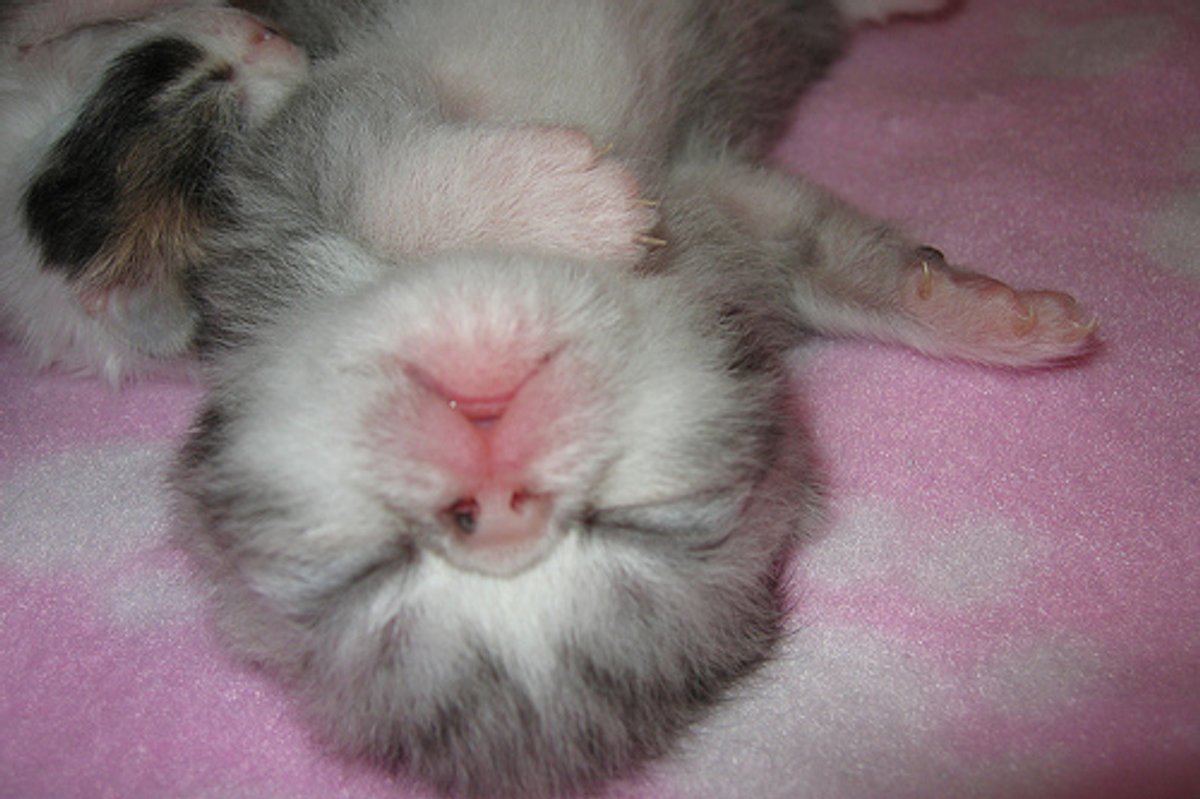 Kittens Snoozing