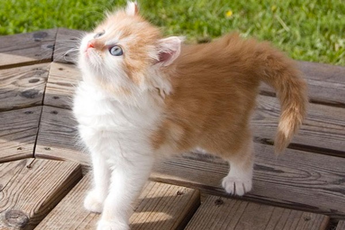 Arthas the Ginger Kitty