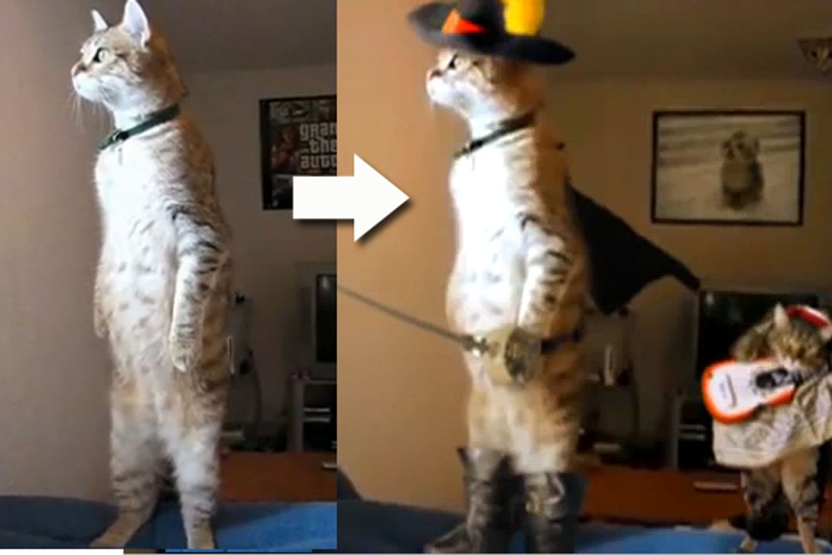 Standing Cat in Boots