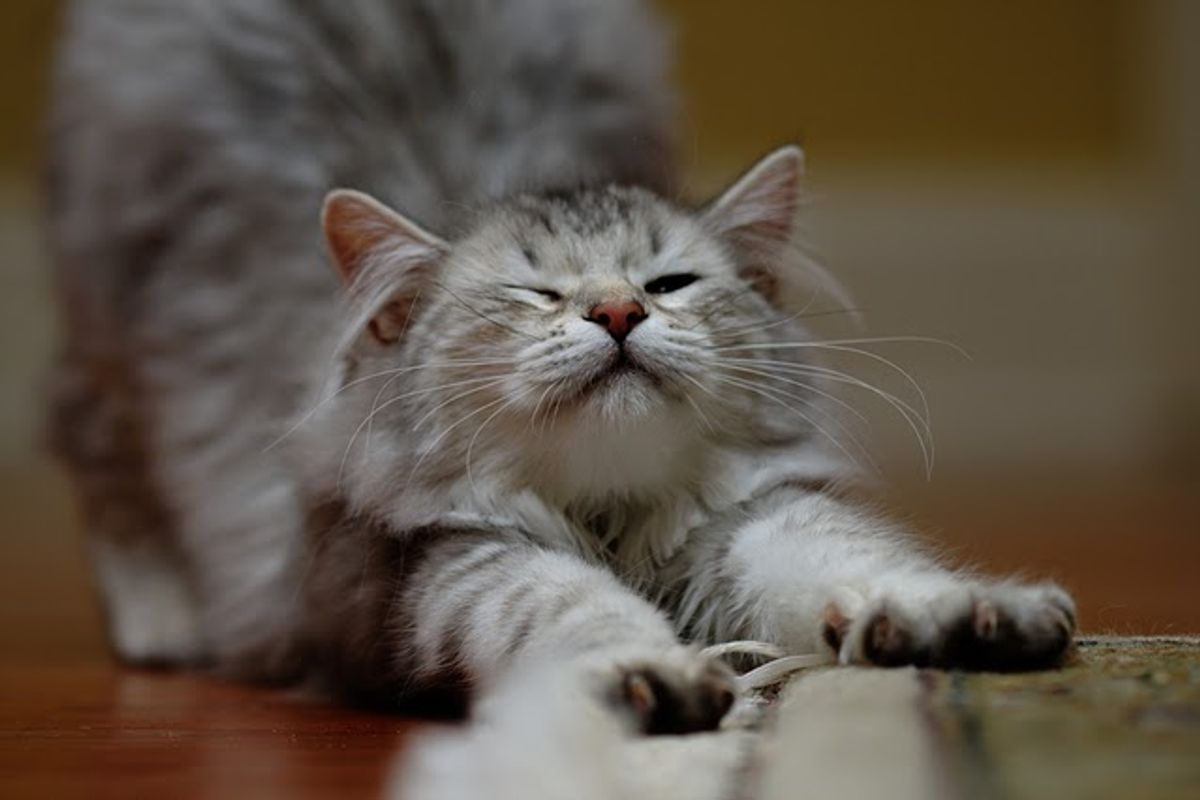 Sasha a Very Spoiled and Loved Siberian Cat