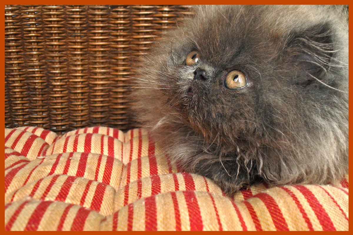 Kitten Literally Looks Like a Ball of Fluff