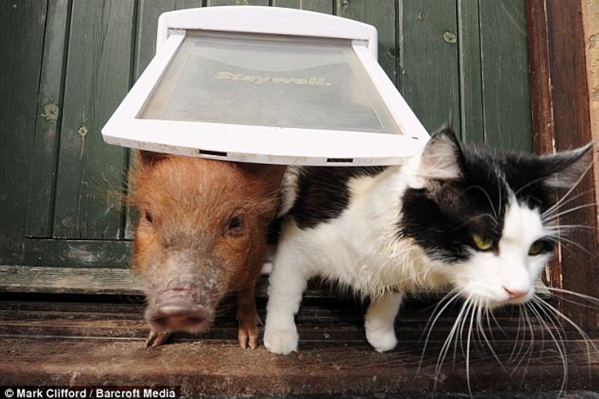 A Cat, A Dog and Six Micro-Pigs Live Together