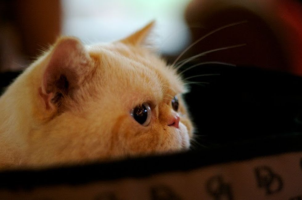 Spy Cat