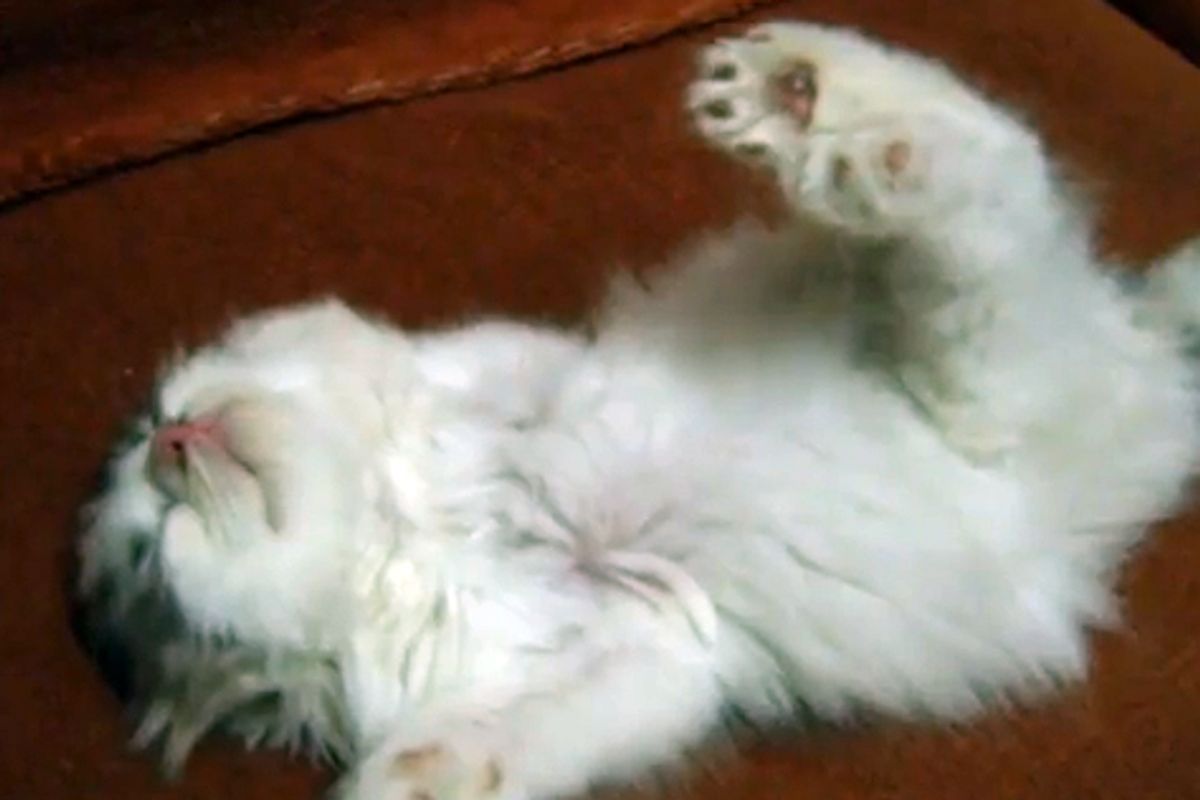 Kitten Dreaming of Flying