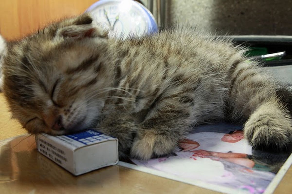 Doramon Little Scottish Fold