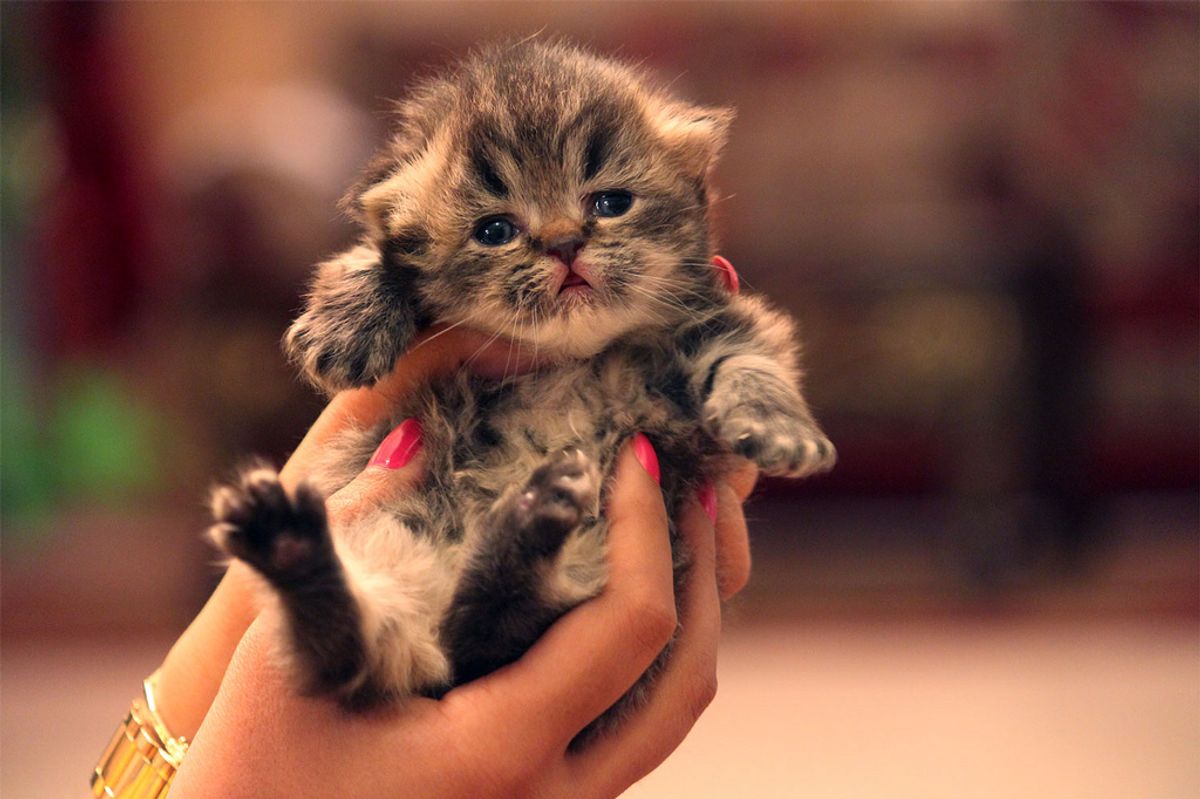 Bundle of Fluffy Joy