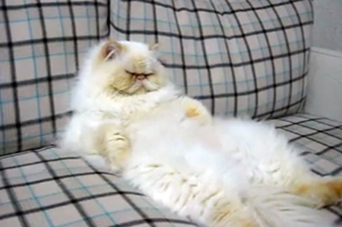 Shirobu the Sleepy Snoring Himalayan Kitty