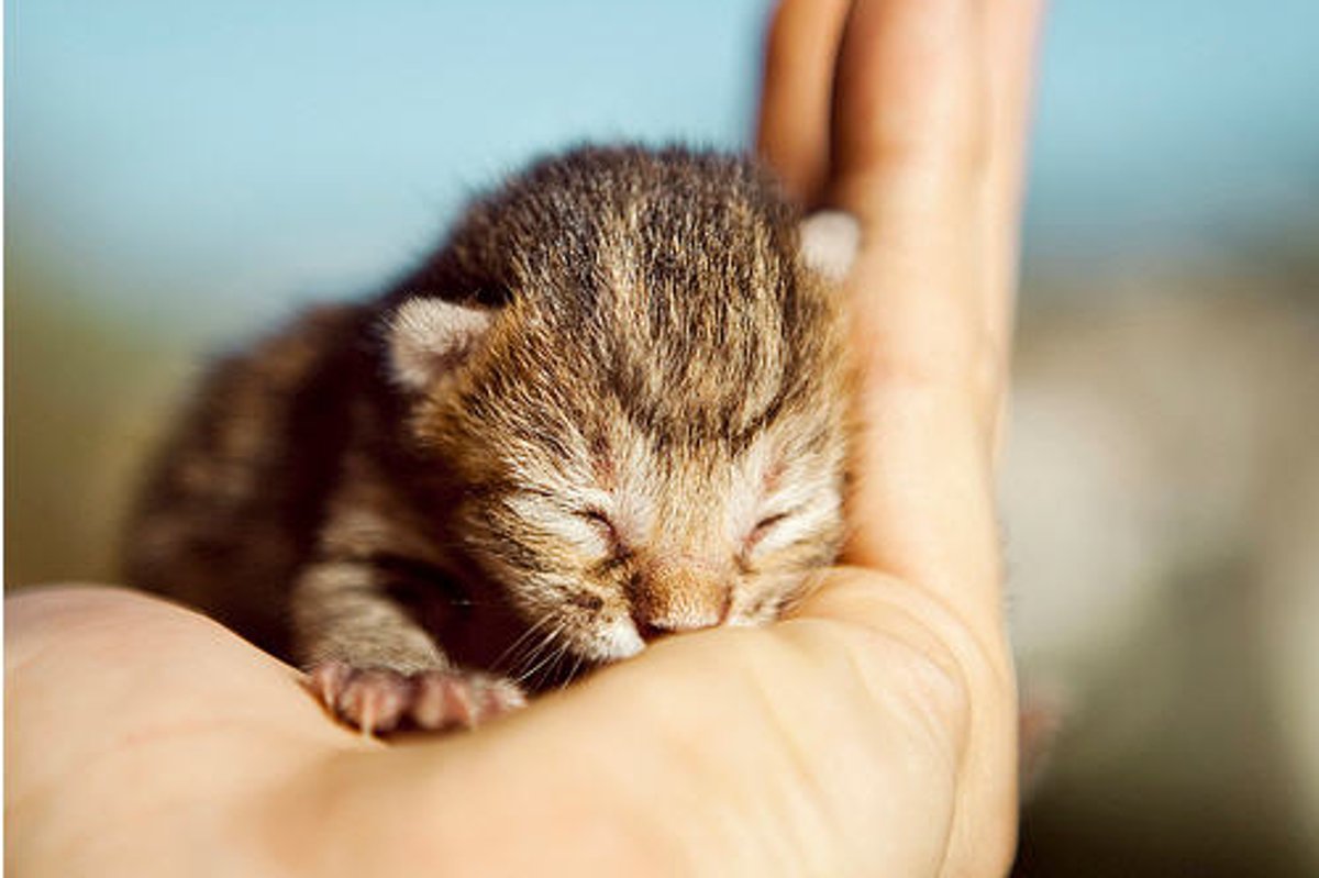 Lovely Baby Kitten
