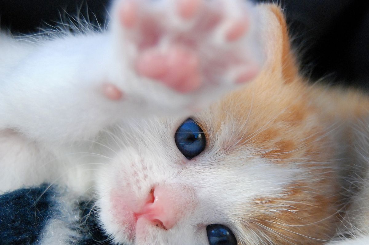 Tribute to Piff the Kitty