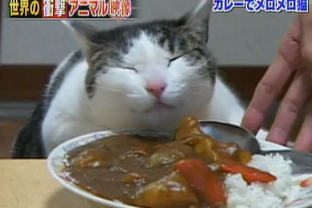 Cat Loves Curry But Not to Eat It