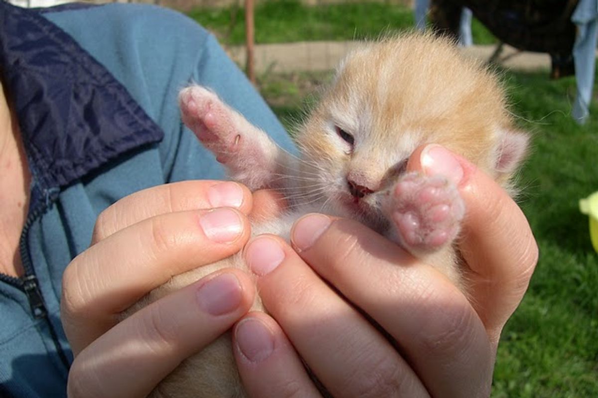 Frici the Ginger Kitten