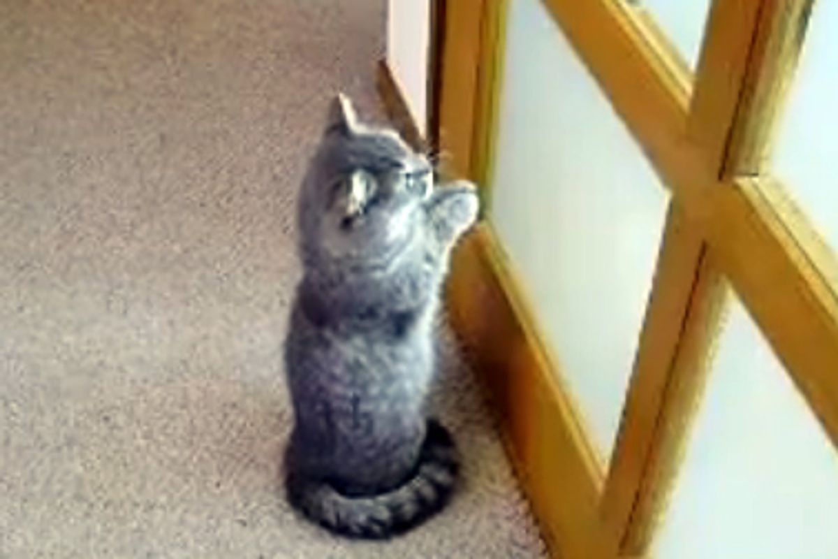 Cat Begs Door to Open
