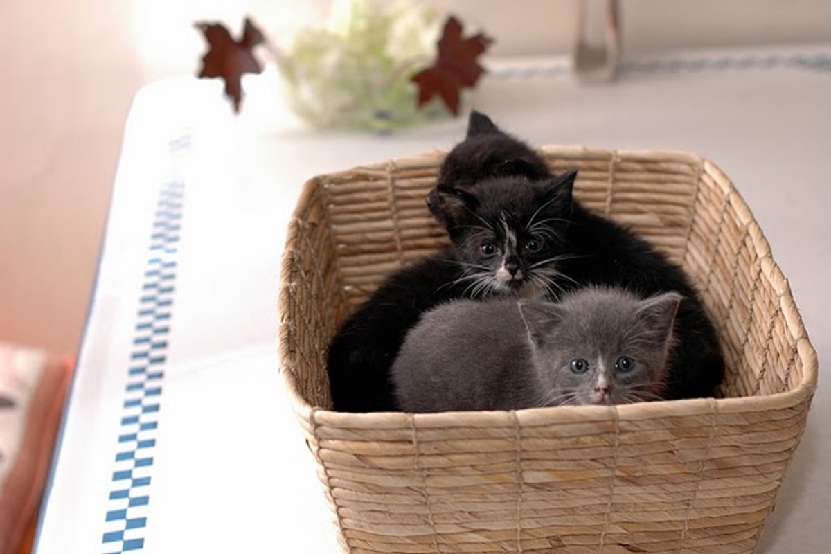 Three Rescued Kittens