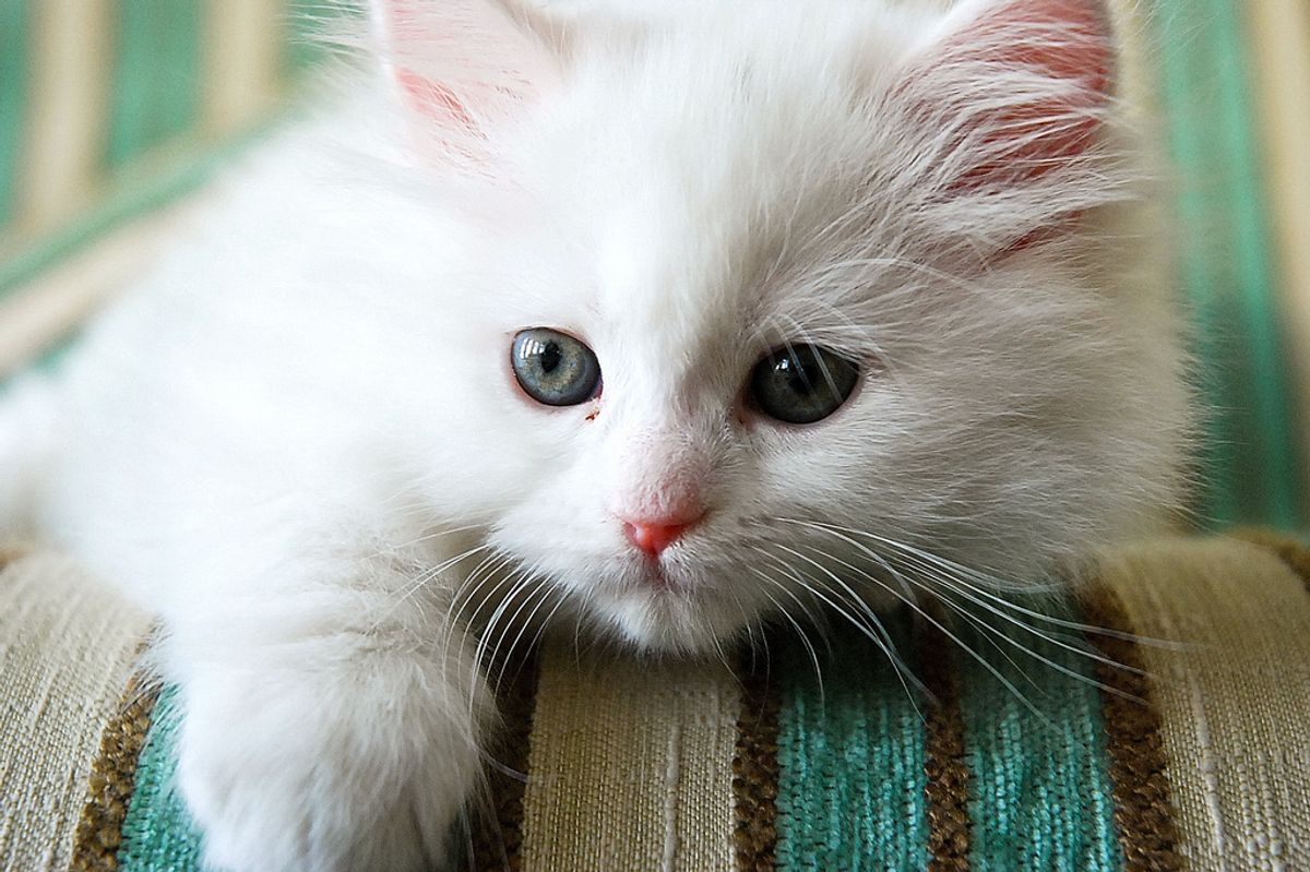 In Memory of Kuzu, the White Fluffy Angel