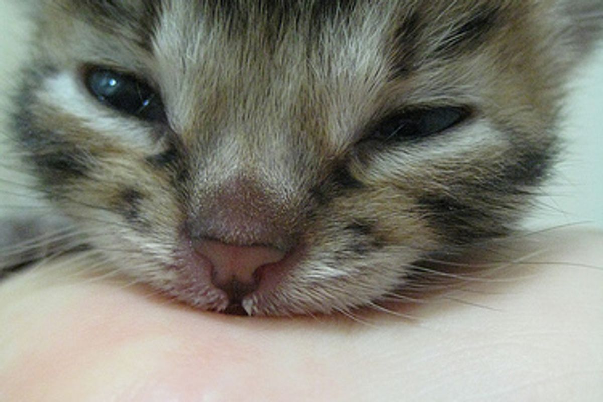 Kitten Doesn’t Share Chicken