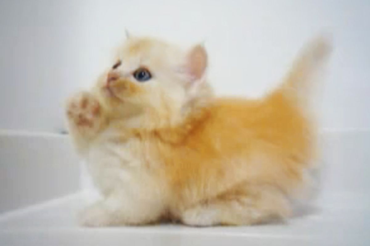 This Is How the Kitties Play