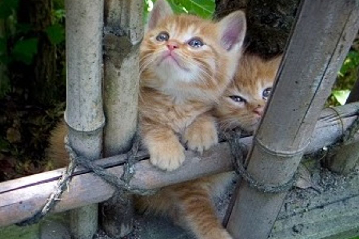 Ginger Kitties Playing on a Bamboo Scaffold