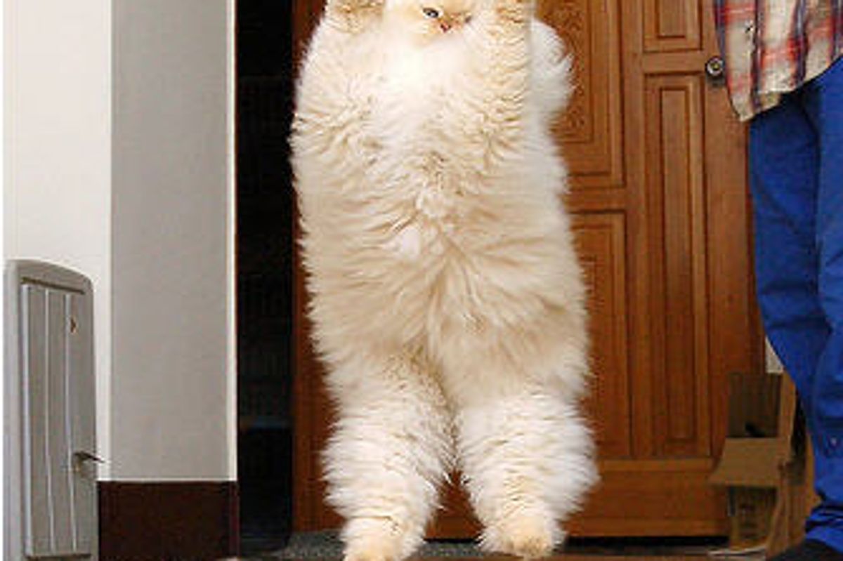 Fruit the Fluffy Himalayan Cat