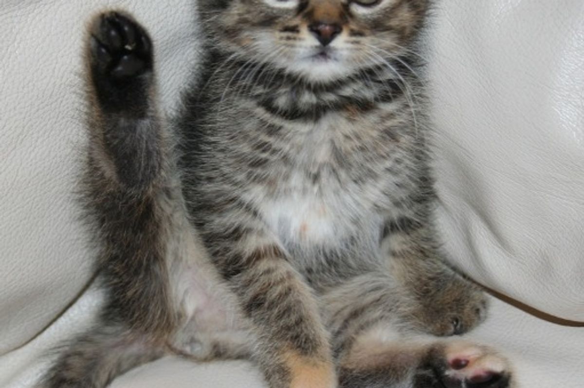 April Cat / Kitten of the Month Results