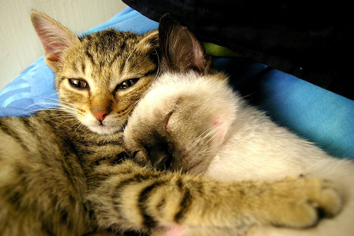 Story of Mocha a Thankful Siamese