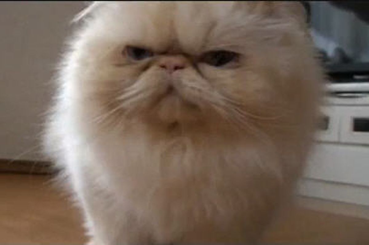 Fluffy Kitty Goes Bonkers Over Toy