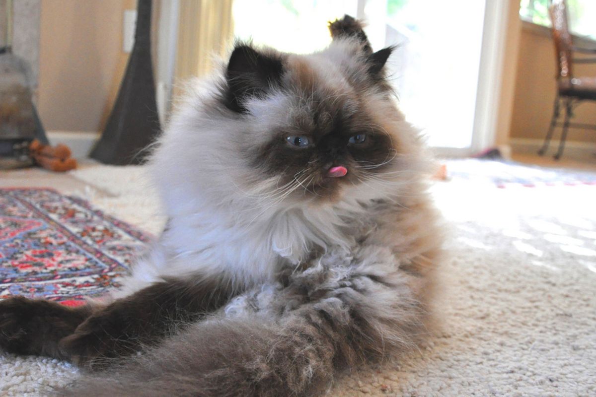 Rescued Cat Mishka Lives a Happy Life