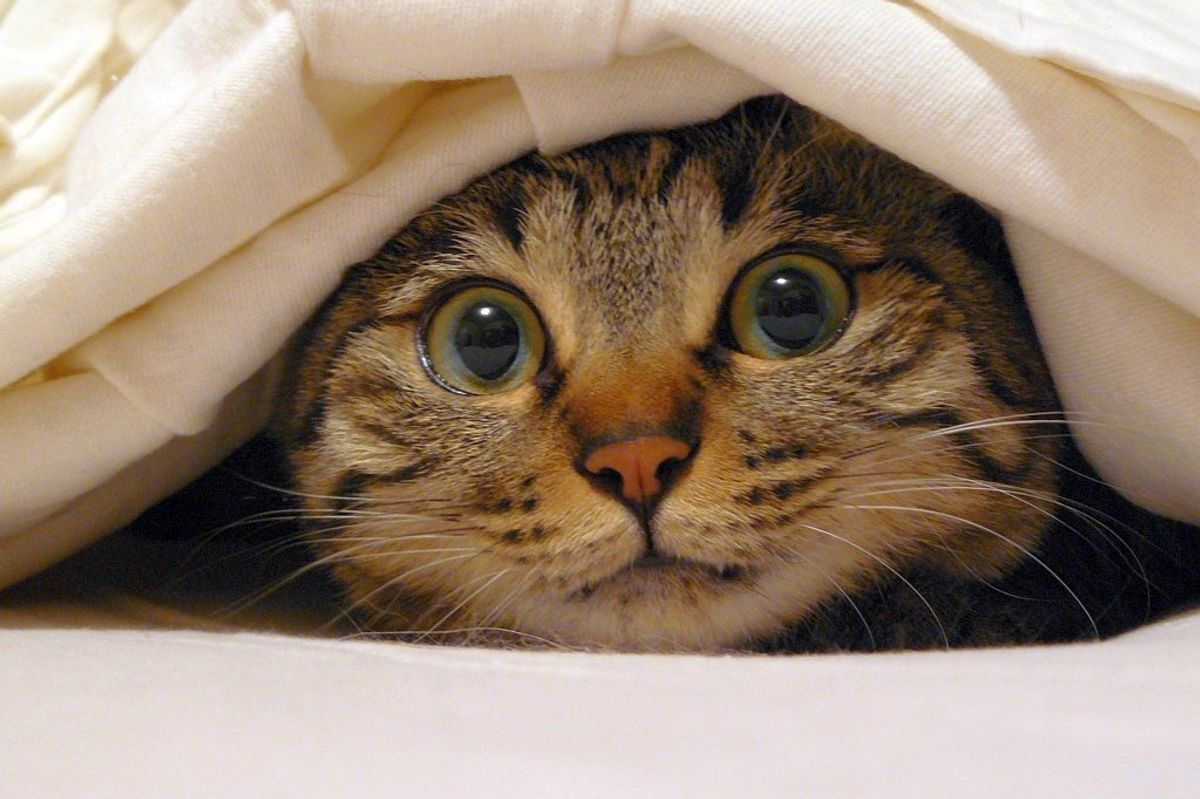 Pitsi the Resilient Rescued Kitty