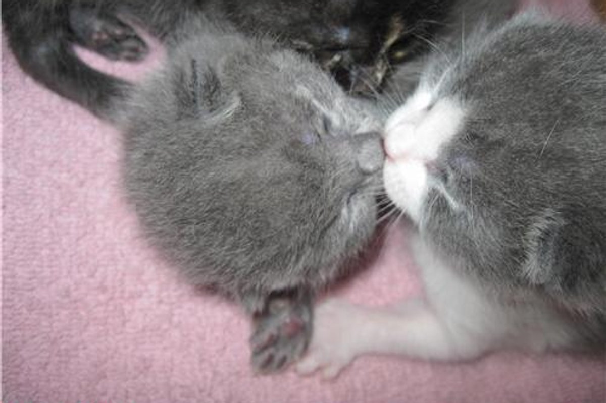 Kiss Me