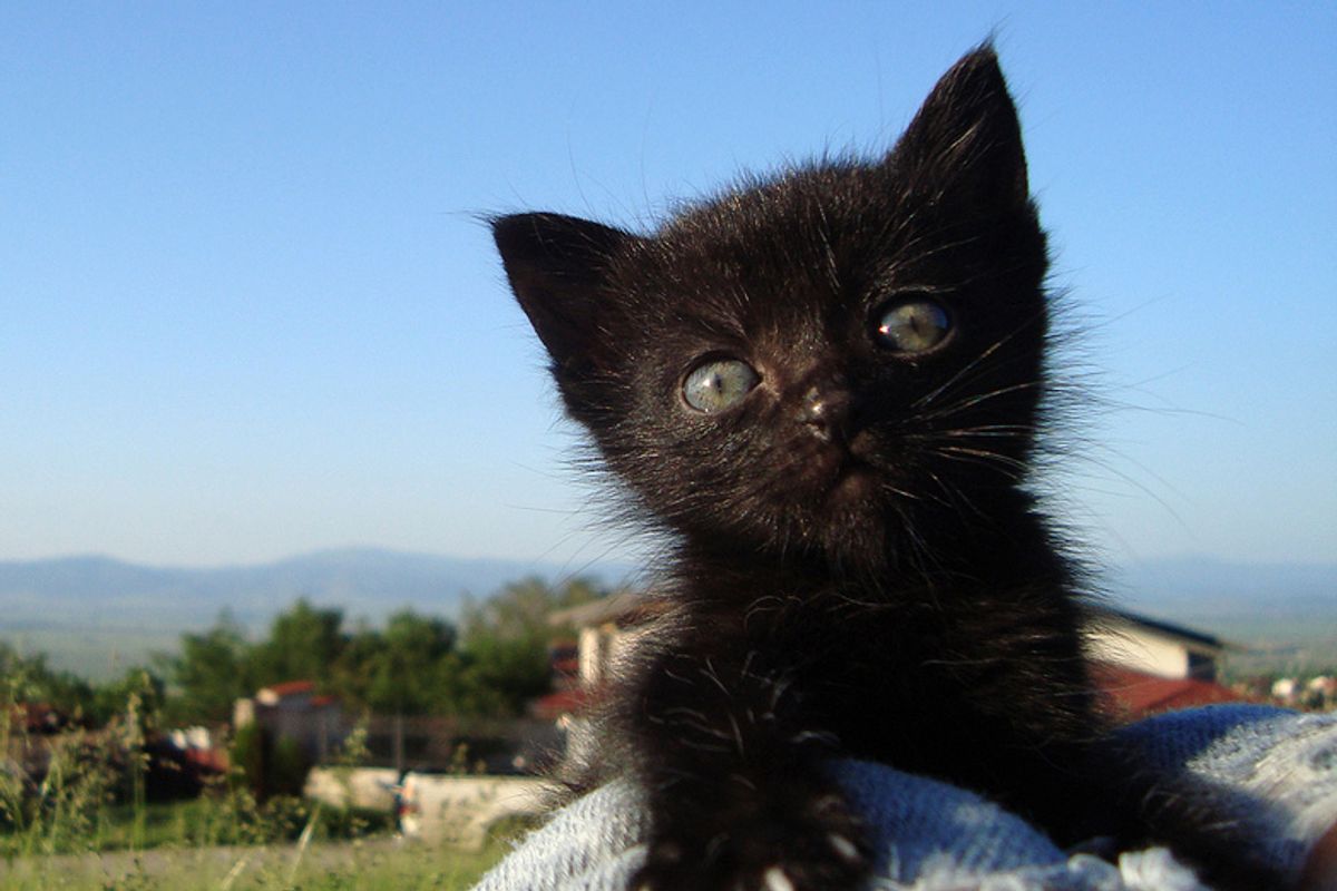 Beloved Black Furry Baby