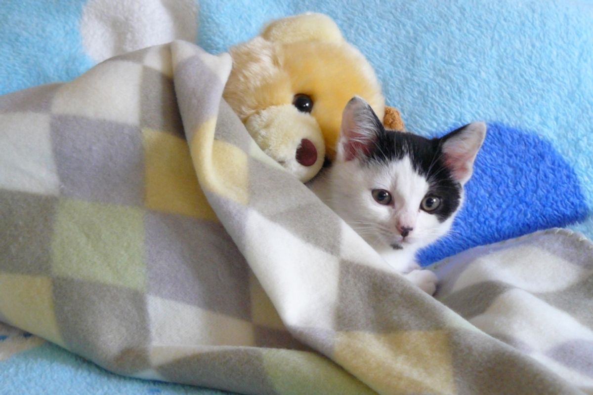 Little Kitten and His Best Friend Teddy Bear