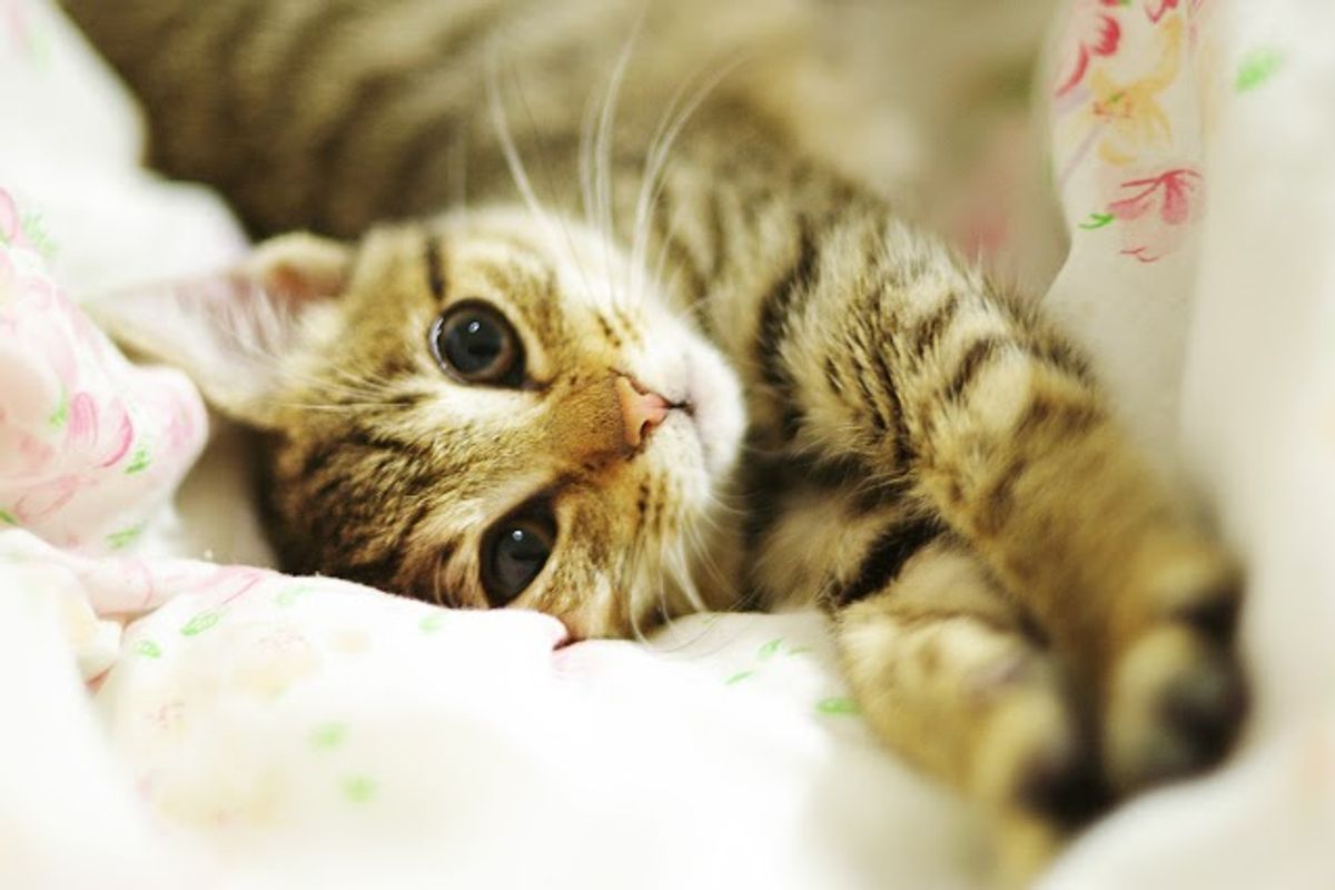 Rescued Tabby Cat Macchiato
