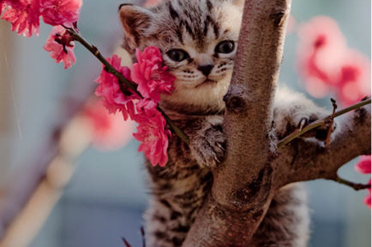 Tree Climbing Kittens