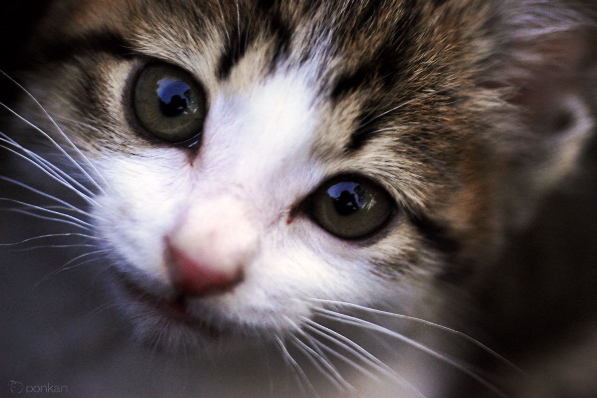 Man's Passion for Cats