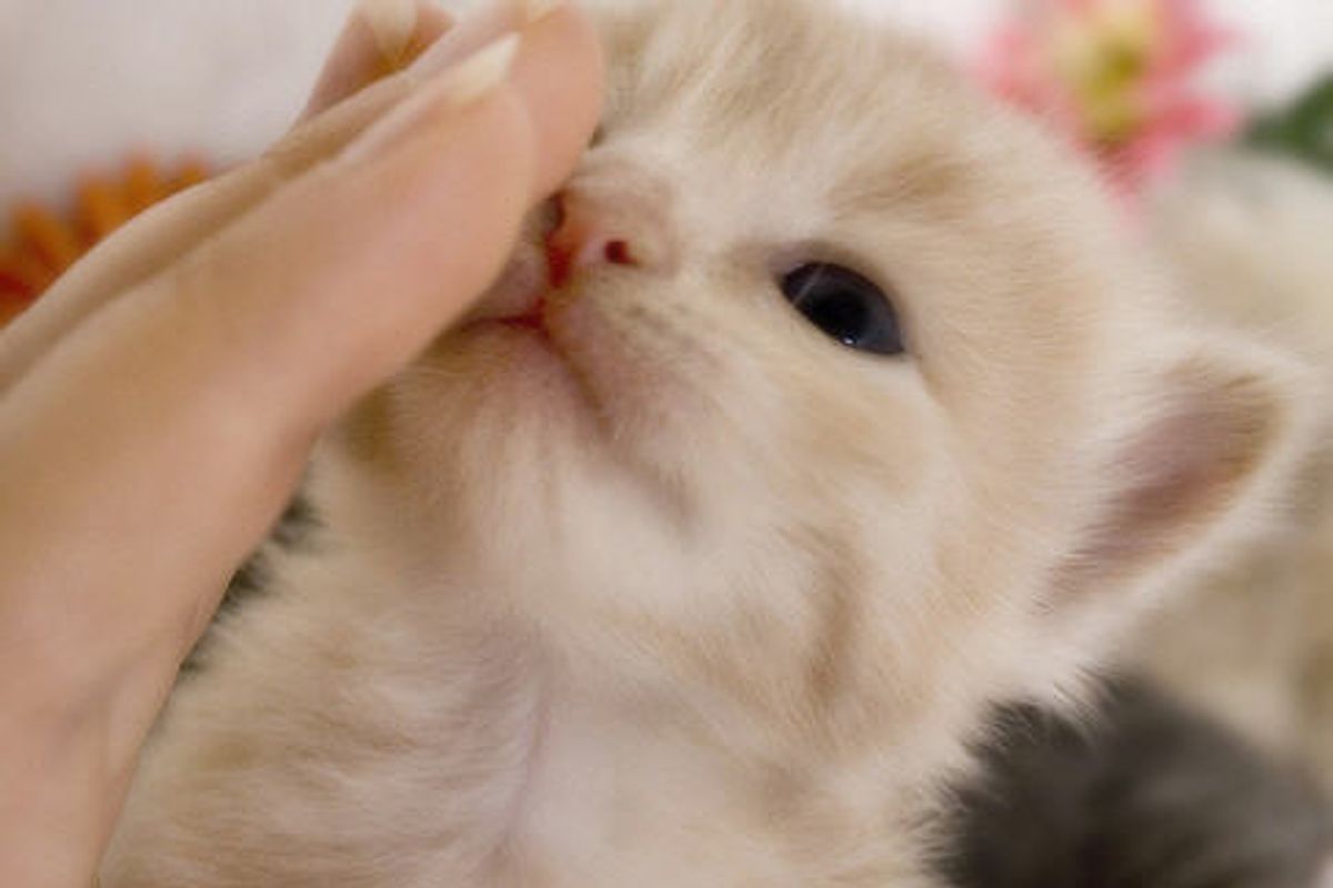 Ginger Kitten Pixeli