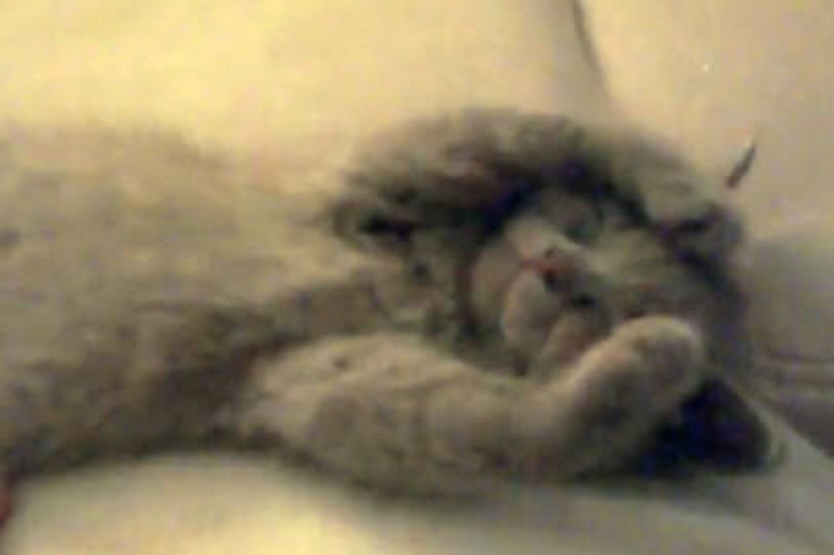 Cute Dreaming Kitty